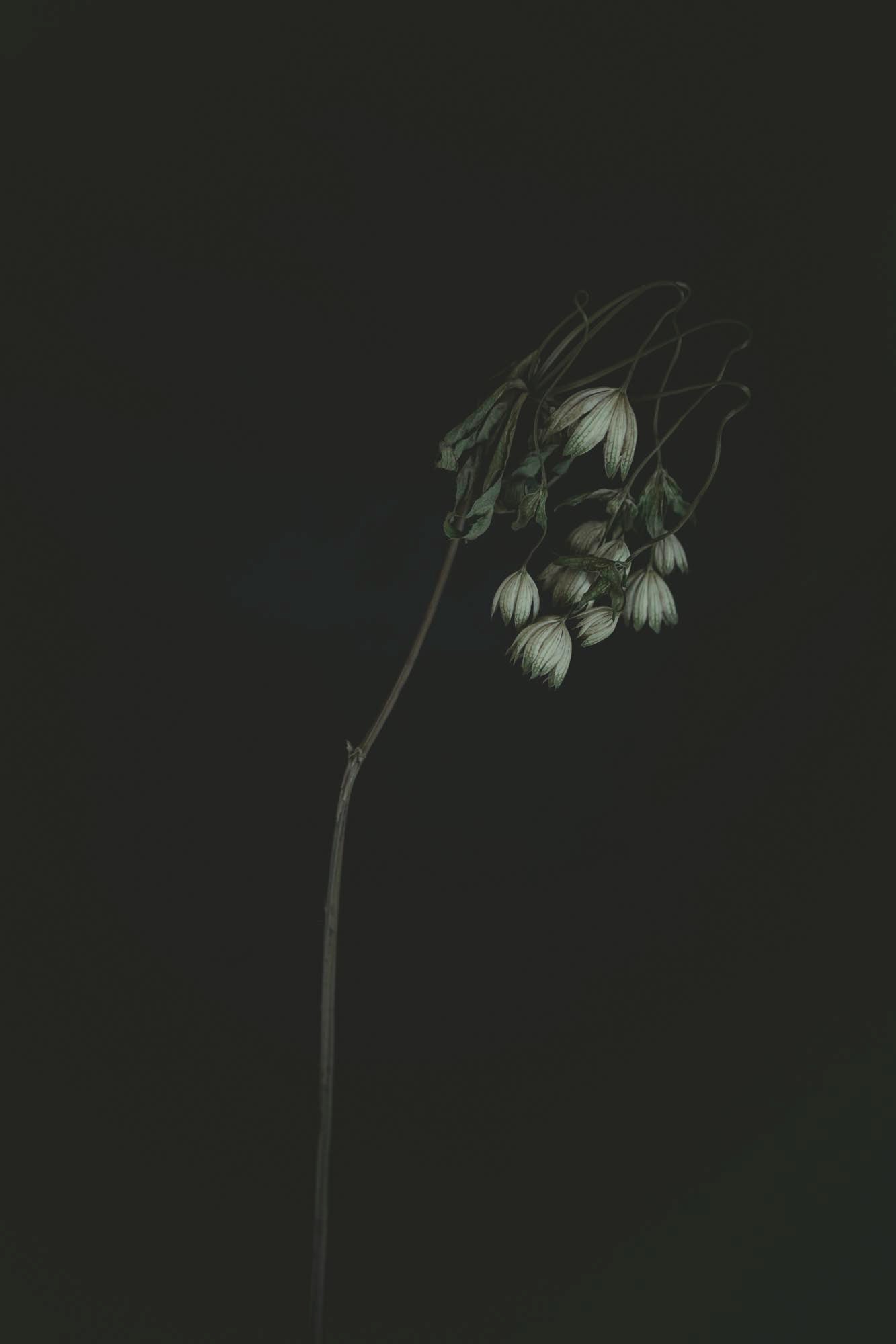Konstfoto 18x24 cm "Enkelt tolkat"