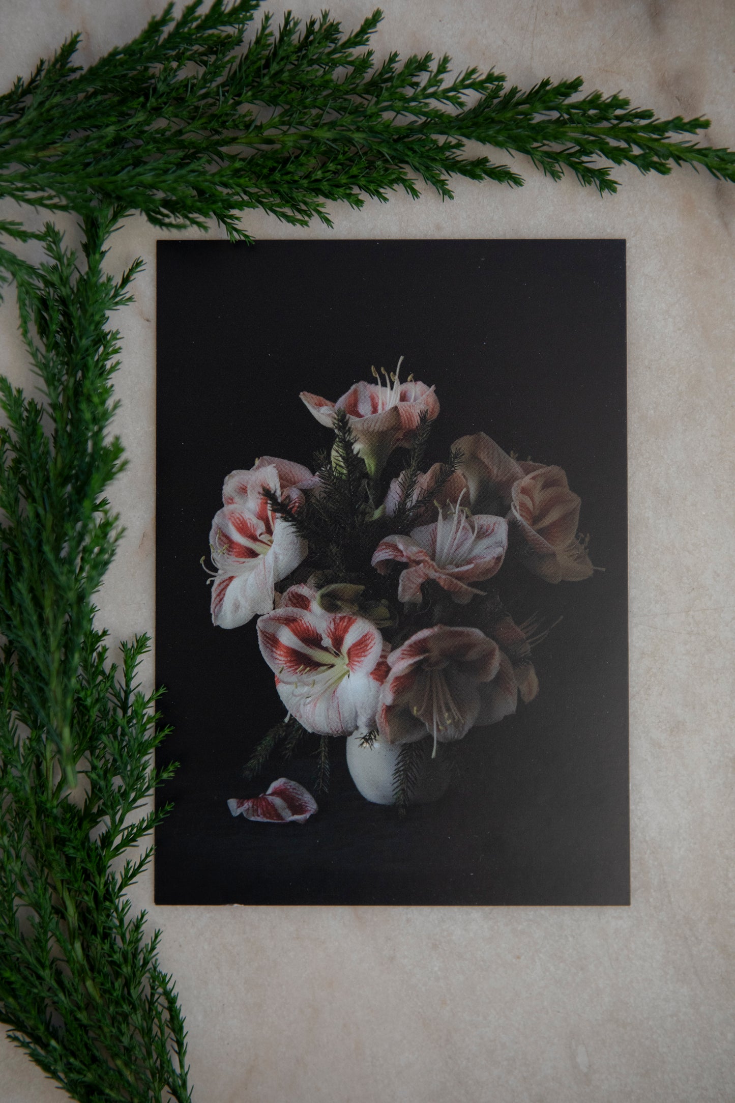 Kort "Jul amaryllis polka"