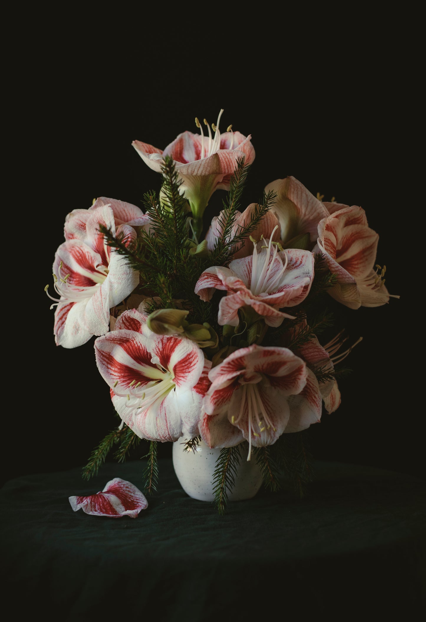 Kort "Jul amaryllis polka"