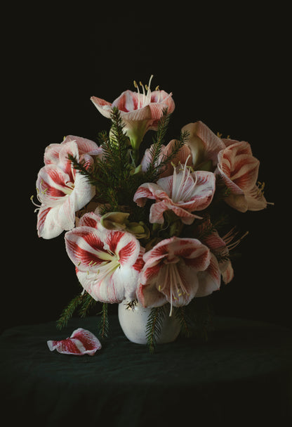 Kort "Jul amaryllis polka"